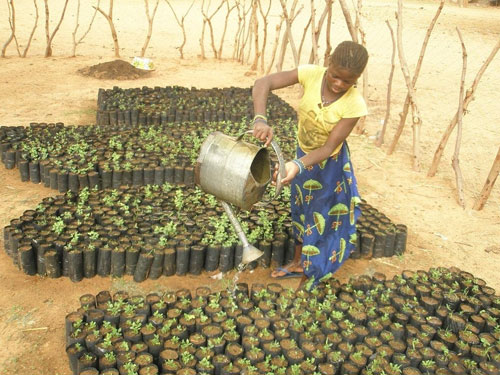 Tree planting in Mali, West Africa