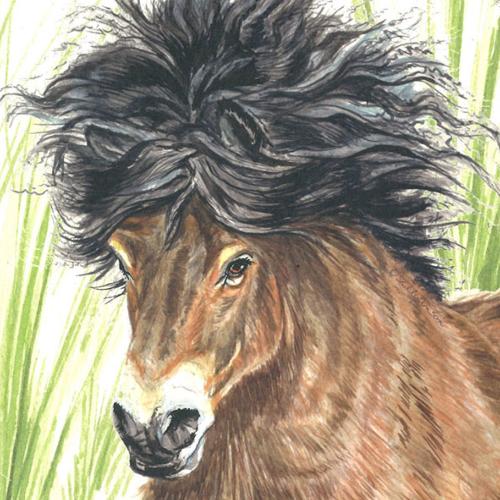 Greetings card,  Exmoor pony