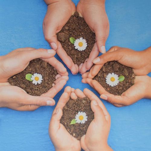 Greetings card, daisies and soil in hands