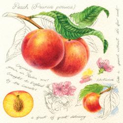 Greetings card "Peaches" 16x16cm