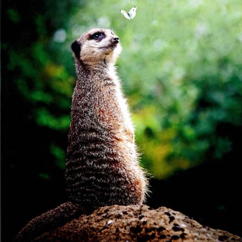 Greetings card "Meerkat" 16x16cm
