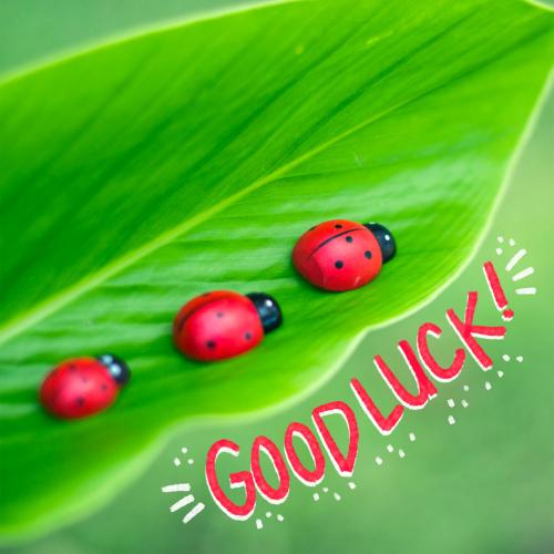 Greetings card, ladybirds 'Good Luck'