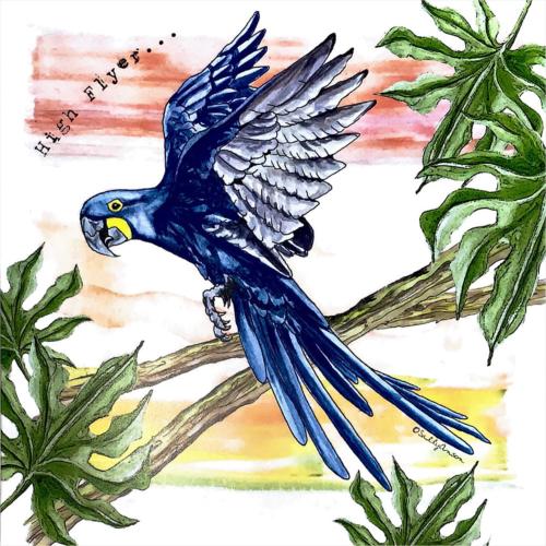 Greetings card, hyacinth macaw