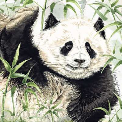 Greetings card, giant panda