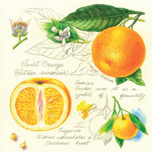 Greetings card "Oranges" 16x16cm