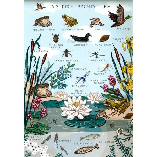 Greetings card "British Pond Life" 12x17cm