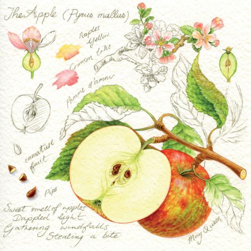 Greetings card "Apples" 16x16cm