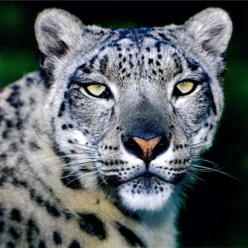 Greetings card "Snow Leopard" 16x16cm