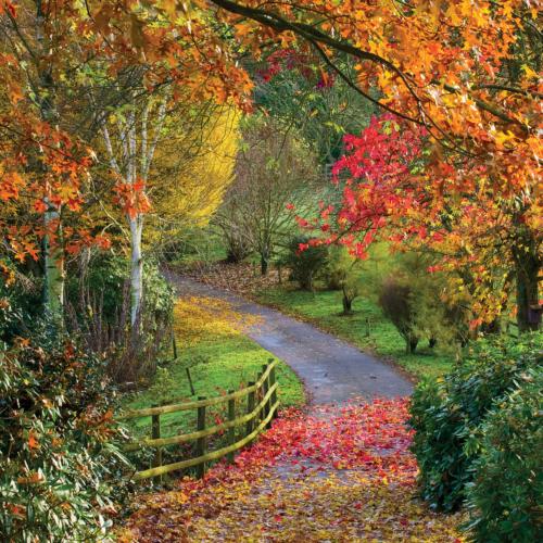 Greetings card "Bodenham Arboretum" 16x16cm