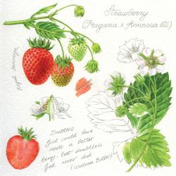 Greetings card "Strawberries" 16x16cm