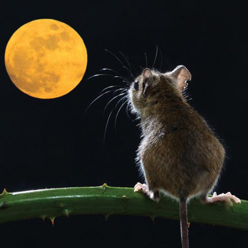 Greetings card "Full Moon Mouse" 16x16cm