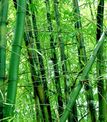 Bamboo, Bali