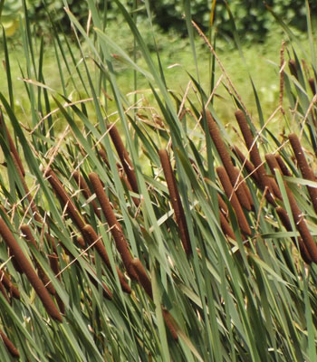 Hogla grass, Bangladesh