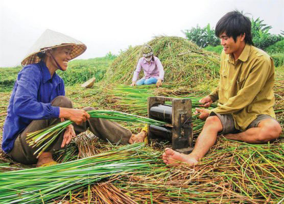 Seagrass, Vietnam