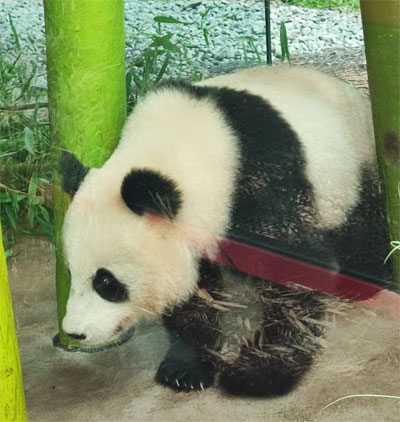 Giant Panda at Berlin Zoo